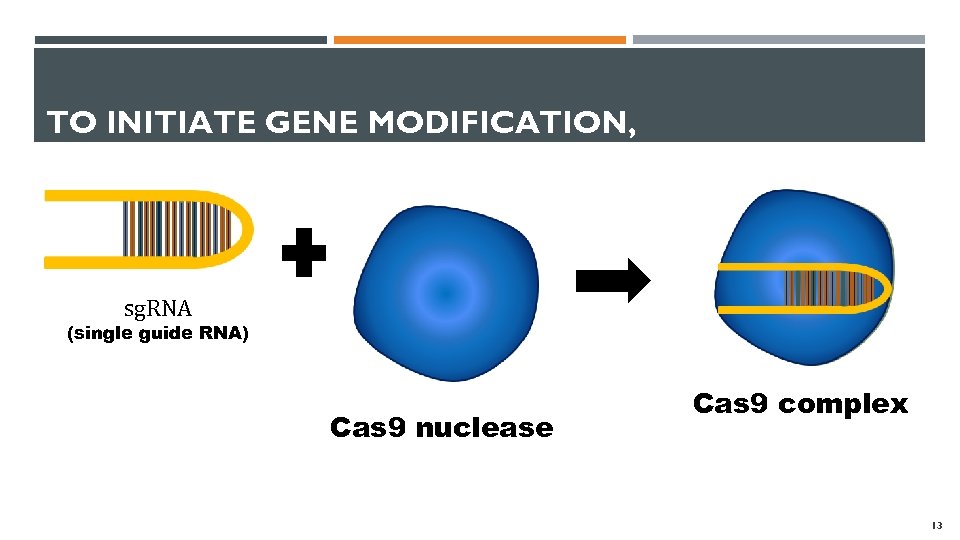 TO INITIATE GENE MODIFICATION, sg. RNA (single guide RNA) Cas 9 nuclease Cas 9