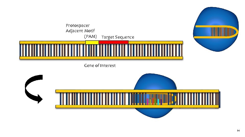 Protospacer Adjacent Motif (PAM) Target Sequence Gene of Interest 14 