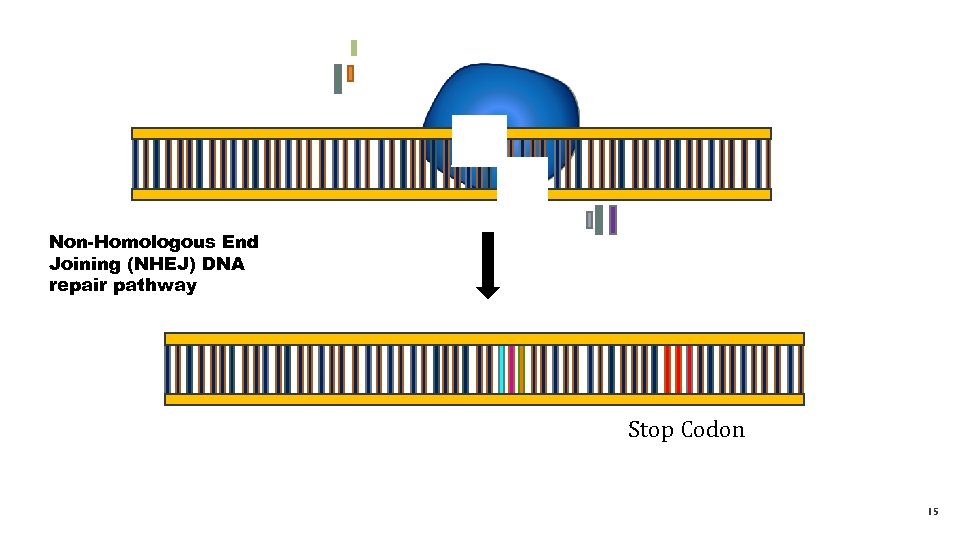 Non-Homologous End Joining (NHEJ) DNA repair pathway Stop Codon 15 