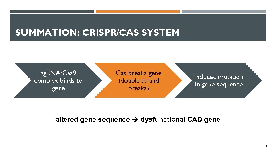 SUMMATION: CRISPR/CAS SYSTEM sg. RNA/Cas 9 complex binds to gene Cas breaks gene (double