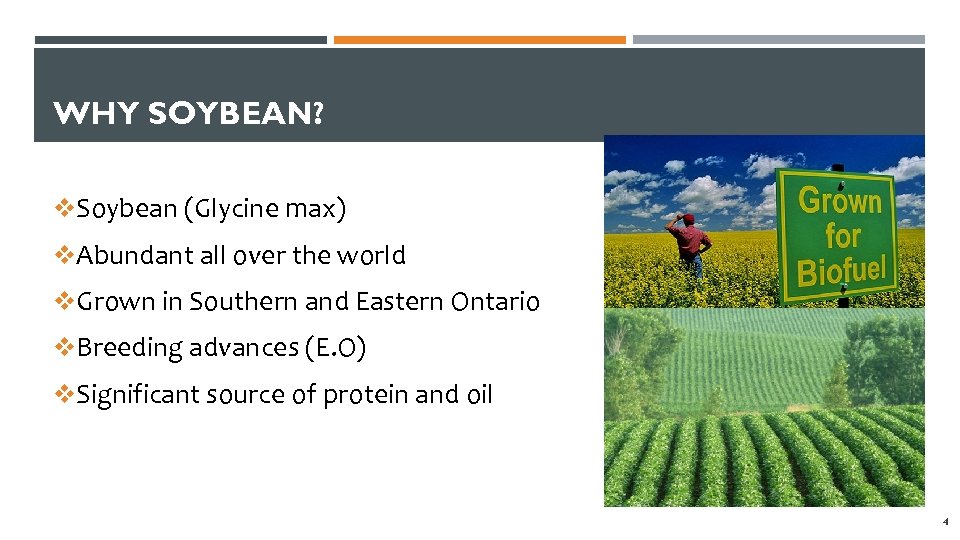 WHY SOYBEAN? v. Soybean (Glycine max) v. Abundant all over the world v. Grown