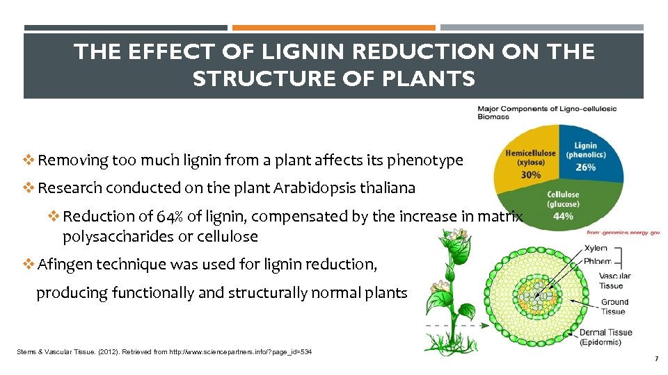 THE EFFECT OF LIGNIN REDUCTION ON THE STRUCTURE OF PLANTS v Removing too much