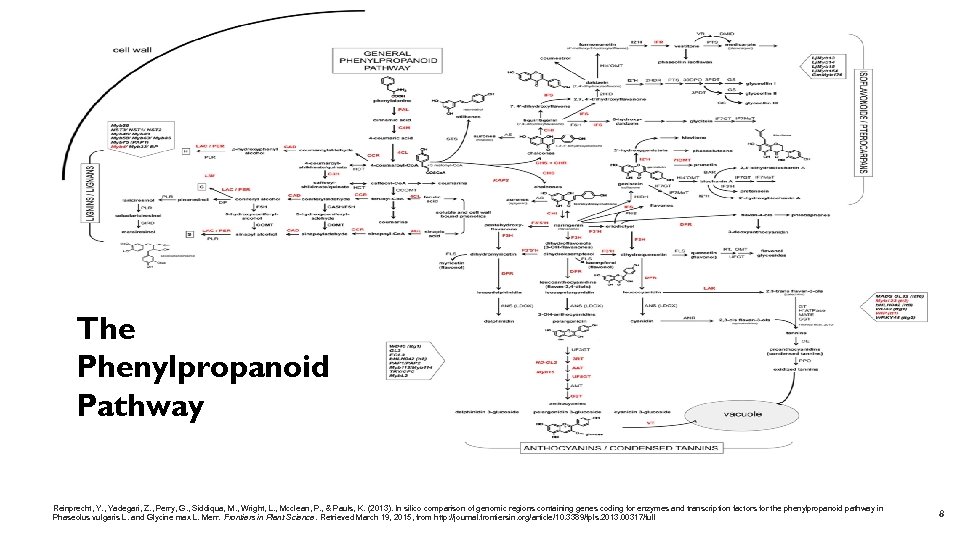 The Phenylpropanoid Pathway Reinprecht, Y. , Yadegari, Z. , Perry, G. , Siddiqua, M.