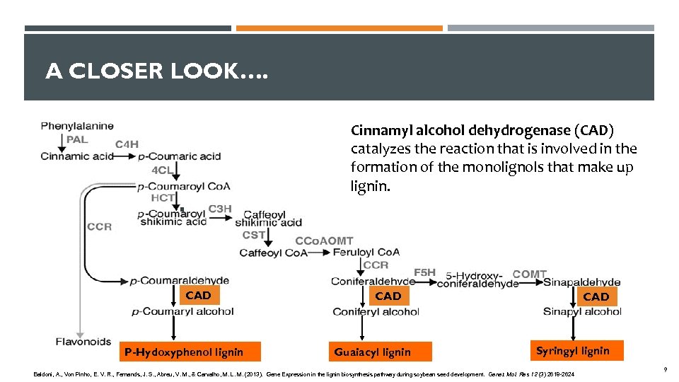 A CLOSER LOOK…. Cinnamyl alcohol dehydrogenase (CAD) catalyzes the reaction that is involved in