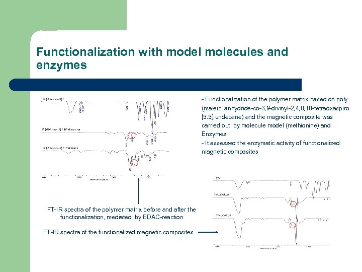 Functionalization with model molecules and enzymes - Functionalization of the polymer matrix based on