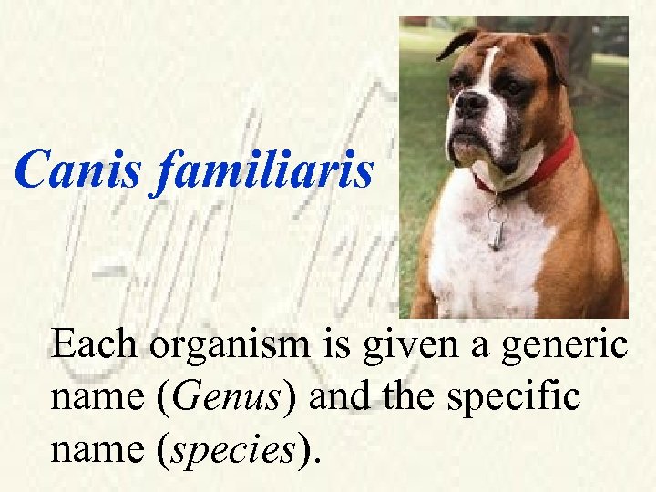 Canis familiaris Each organism is given a generic name (Genus) and the specific name