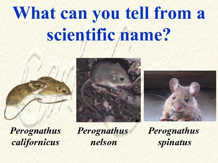 What can you tell from a scientific name? Perognathus californicus Perognathus nelson Perognathus spinatus