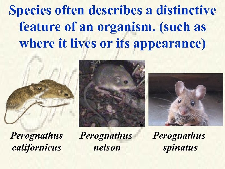 Species often describes a distinctive feature of an organism. (such as where it lives