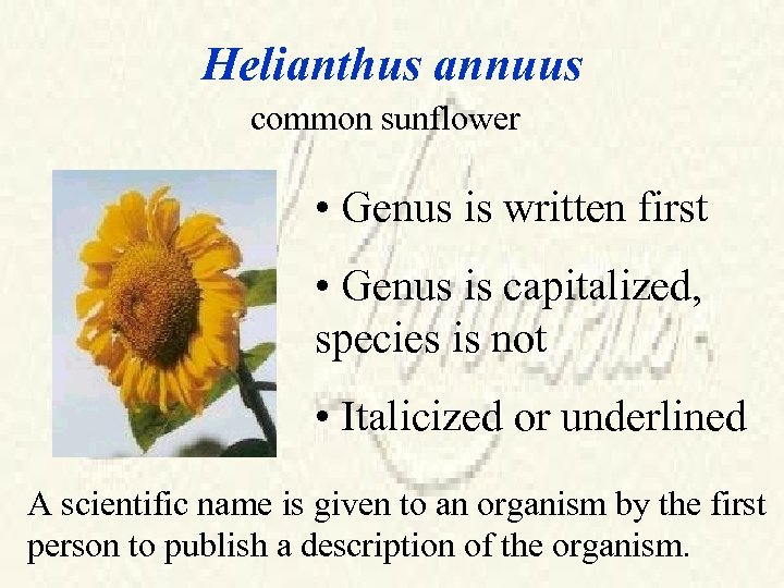 Helianthus annuus common sunflower • Genus is written first • Genus is capitalized, species