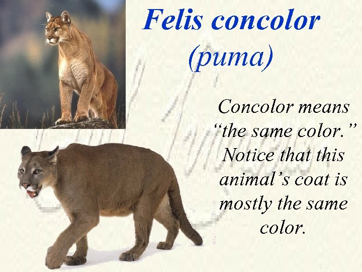 Felis concolor (puma) Concolor means “the same color. ” Notice that this animal’s coat