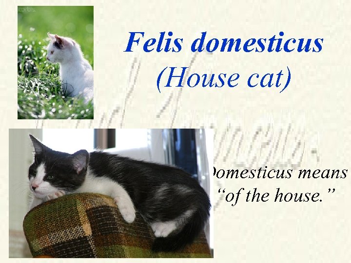 Felis domesticus (House cat) Domesticus means “of the house. ” 