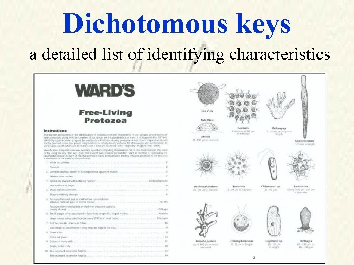 Dichotomous keys a detailed list of identifying characteristics 