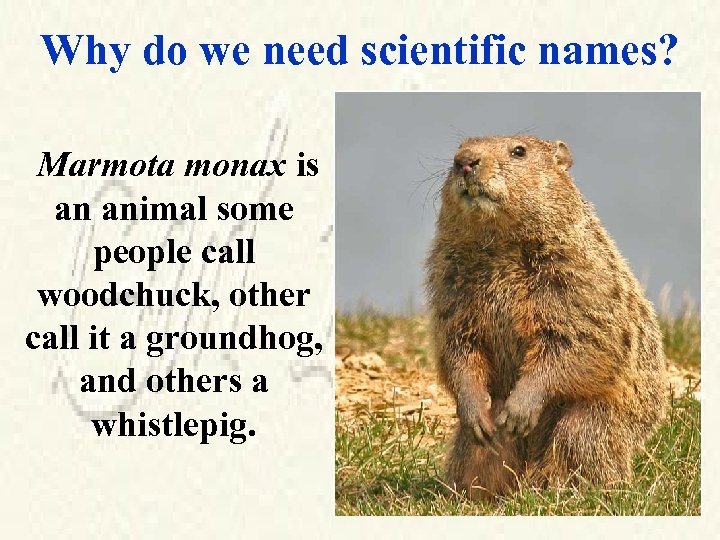 Why do we need scientific names? Marmota monax is an animal some people call
