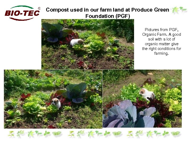 Compost used in our farm land at Produce Green Foundation (PGF) Pictures from PGF,