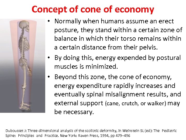 Concept of cone of economy • Normally when humans assume an erect posture, they