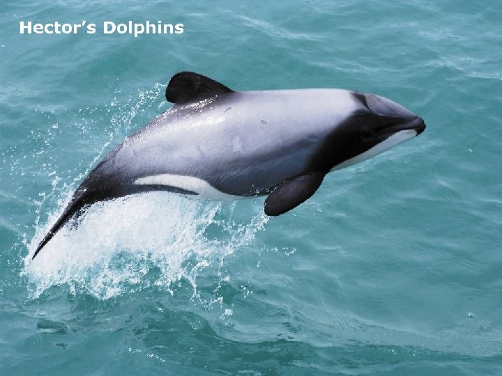 Hector’s Dolphins 