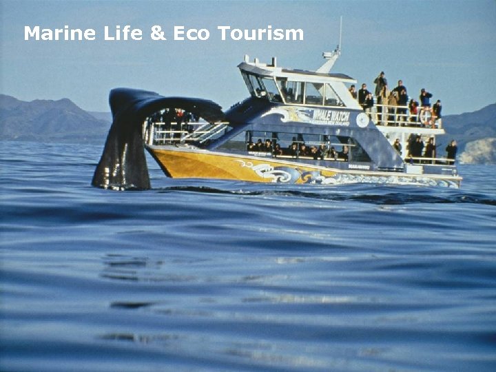 Marine Life & Eco Tourism 