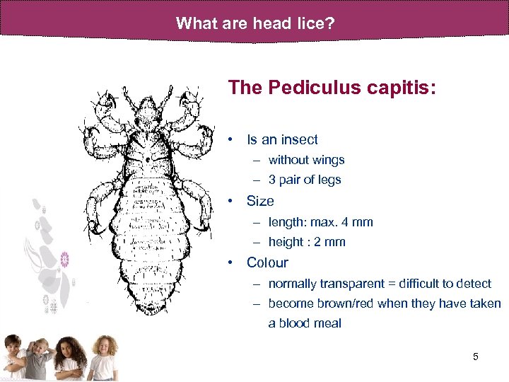 What are head lice? The Pediculus capitis: • Is an insect – without wings