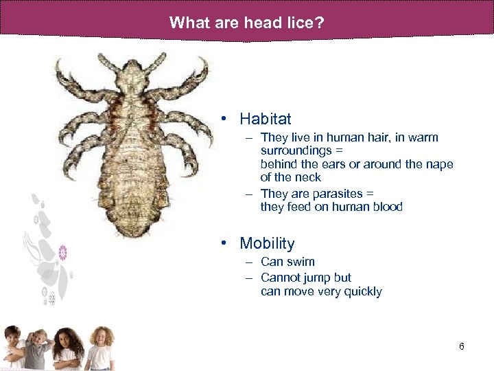 What are head lice? • Habitat – They live in human hair, in warm