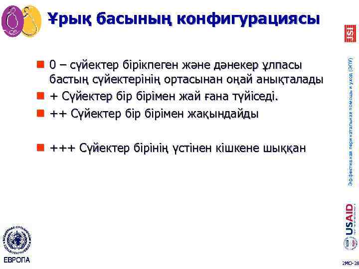 n 0 – сүйектер бірікпеген және дәнекер ұлпасы бастың сүйектерінің ортасынан оңай анықталады n