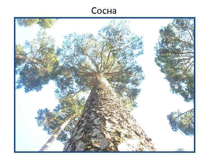 Сосна 