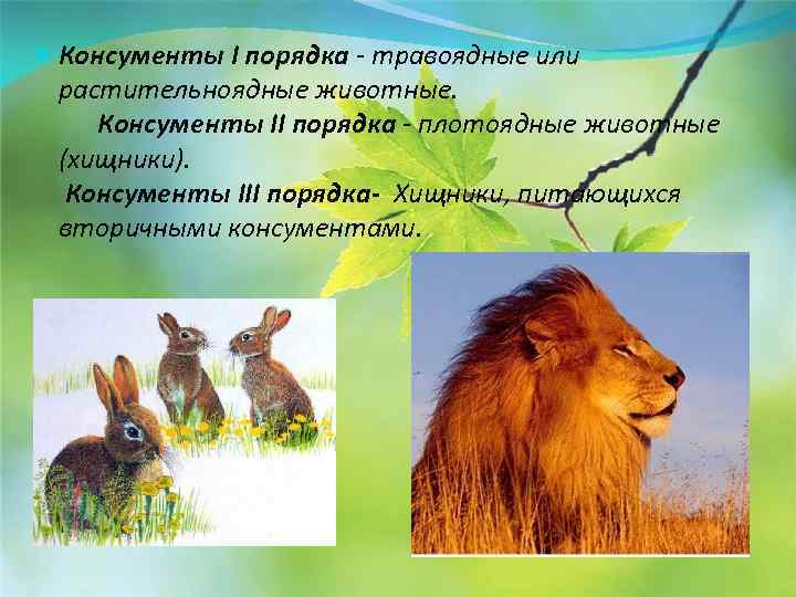 Консументом 2 го порядка. Трупоядные животные консументы. Животные первого порядка. Травоядные консументы. Консумент первого порядка животные.