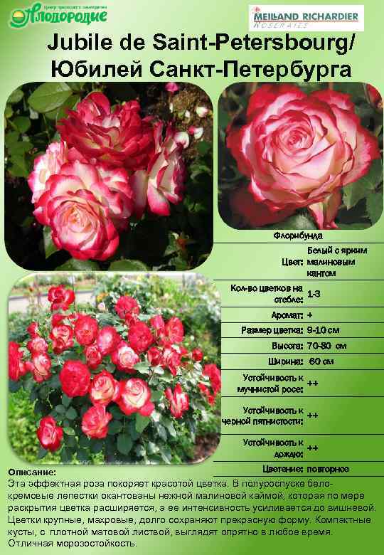 Jubile de Saint-Petersbourg/ Юбилей Санкт-Петербурга Флорибунда Белый с ярким Цвет: малиновым кантом Кол-во цветков