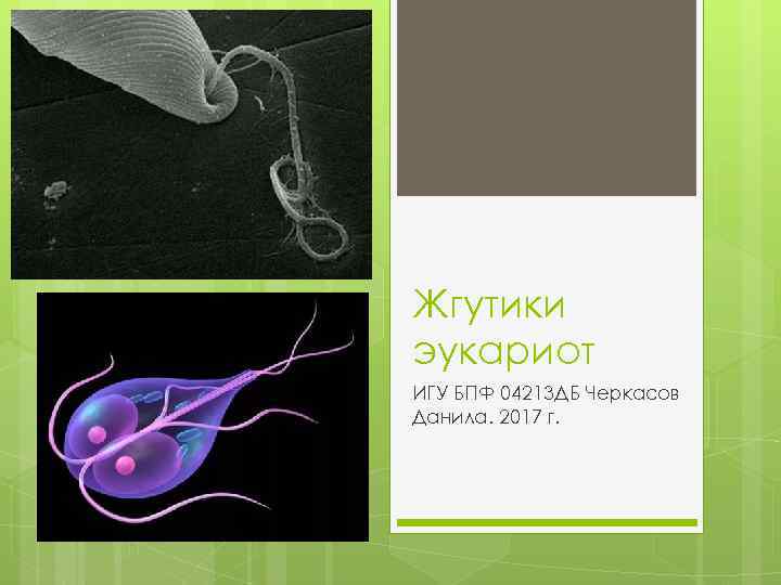 Жгутики эукариот ИГУ БПФ 04213 ДБ Черкасов Данила. 2017 г. 