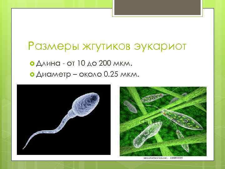 Размеры жгутиков эукариот Длина - от 10 до 200 мкм. Диаметр – около 0.