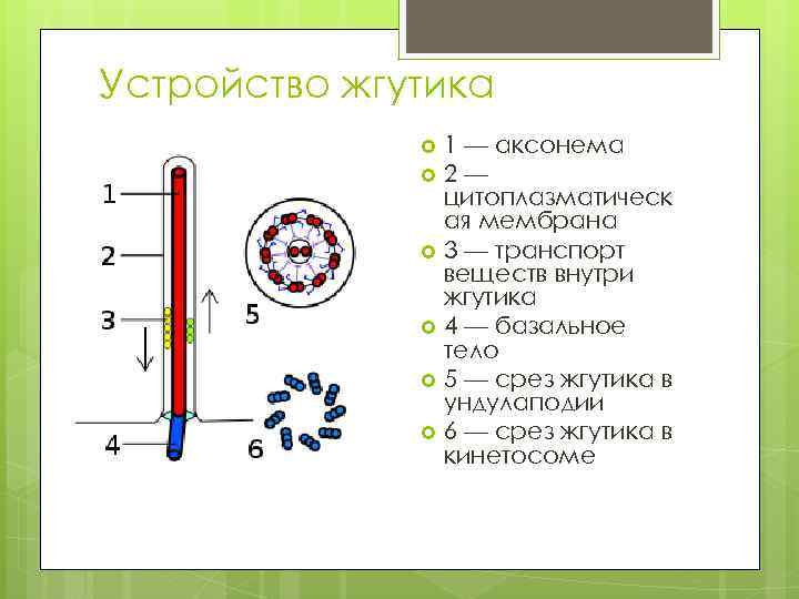 Реснички и жгутики эукариот