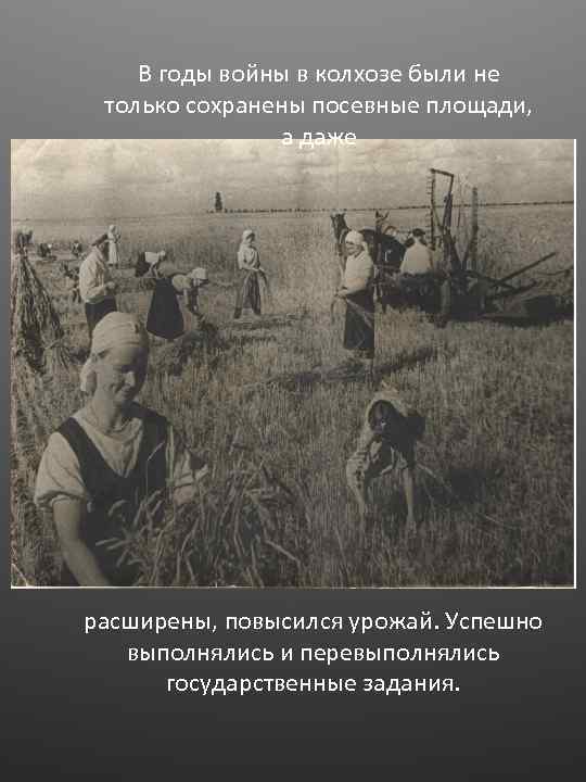 В годы войны в колхозе были не только сохранены посевные площади, а даже расширены,