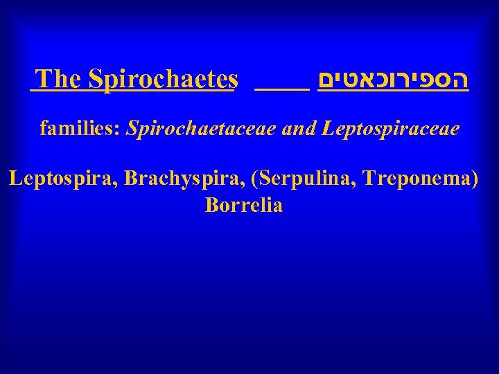  הספירוכאטים The Spirochaetes families: Spirochaetaceae and Leptospiraceae Leptospira, Brachyspira, (Serpulina, Treponema) Borrelia 