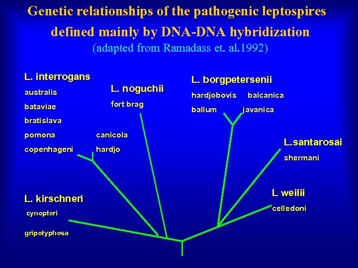 Genetic relationships of the pathogenic leptospires defined mainly by DNA-DNA hybridization (adapted from Ramadass