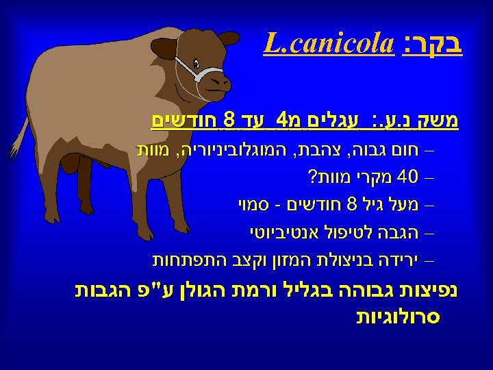  בקר: L. canicola משק נ. ע. : עגלים מ 4 עד 8 חודשים