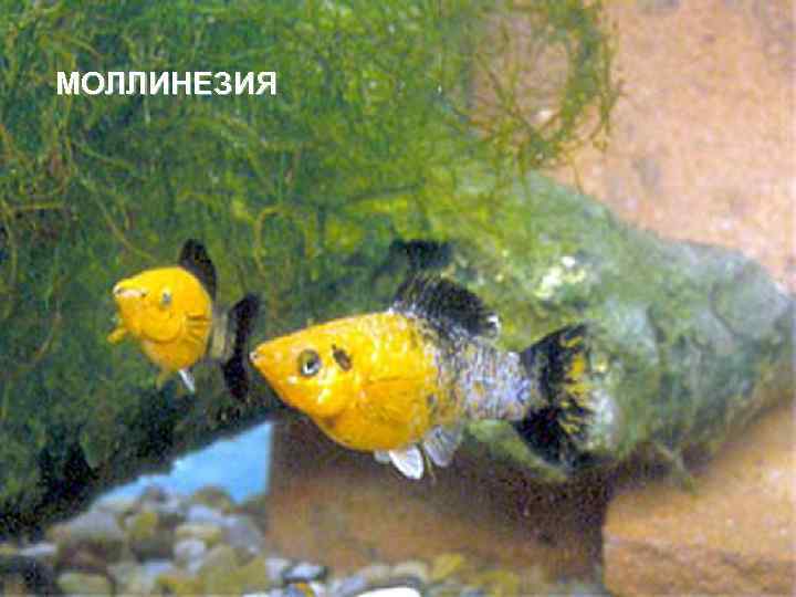 МОЛЛИНЕЗИЯ 