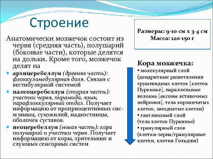 Строение Анатомически мозжечок состоит из червя (средняя часть), полушарий (боковые части), которые делятся на