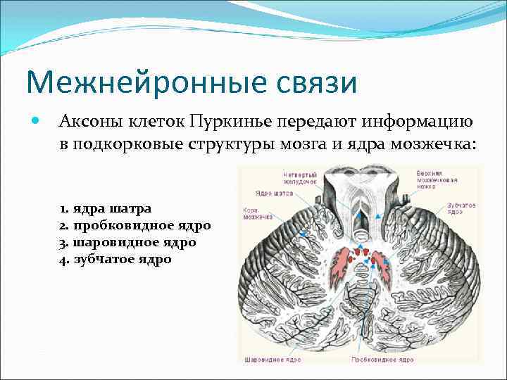 Межнейронные связи Аксоны клеток Пуркинье передают информацию в подкорковые структуры мозга и ядра мозжечка: