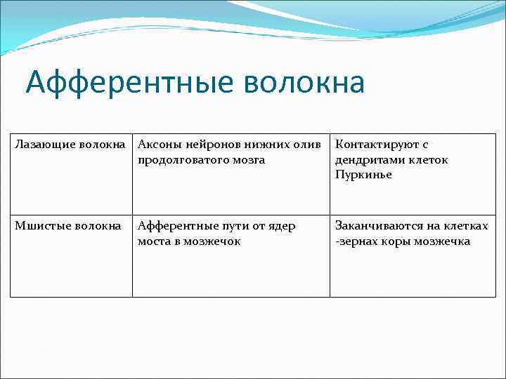 Афферентные волокна Лазающие волокна Аксоны нейронов нижних олив продолговатого мозга Контактируют с дендритами клеток