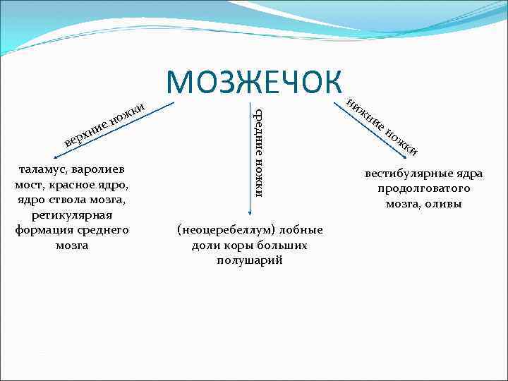 в таламус, варолиев мост, красное ядро, ядро ствола мозга, ретикулярная формация среднего мозга средние