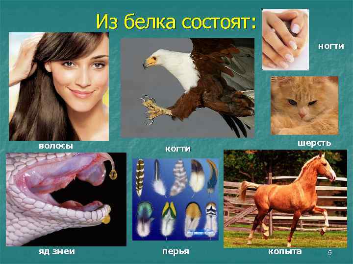 Из белка состоят: ногти волосы когти яд змеи перья шерсть копыта 5 