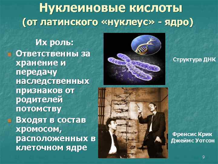 Нуклеиновые кислоты (от латинского «нуклеус» - ядро) n n Их роль: Ответственны за хранение