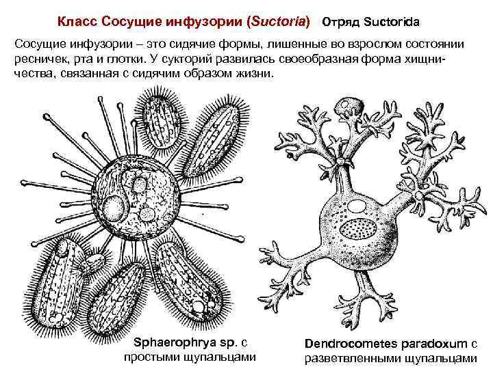 Образ жизни инфузорий. Сосущие инфузории строение. Dendrocometes paradoxus строение. Сосущие инфузории почкование. Сосущие инфузории основные черты.