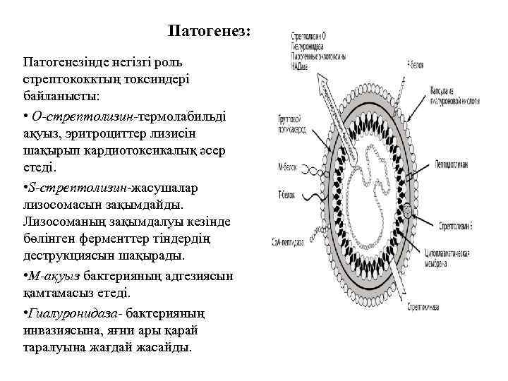 Патогенез: Патогенезінде негізгі роль стрептококктың токсиндері байланысты: • О-стрептолизин-термолабильді ақуыз, эритроциттер лизисін шақырып кардиотоксикалық