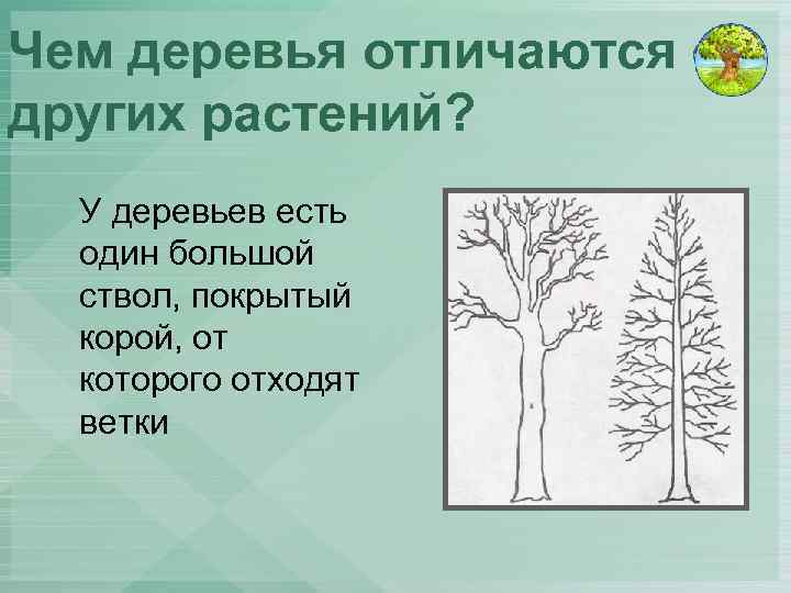 Чем деревья отличаются от других растений? У деревьев есть один большой ствол, покрытый корой,