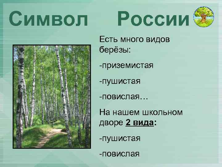 Символ России Есть много видов берёзы: -приземистая -пушистая -повислая… На нашем школьном дворе 2