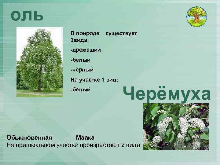 оль В природе 3 вида: существует -дрожащий -белый -чёрный На участке 1 вид: -белый