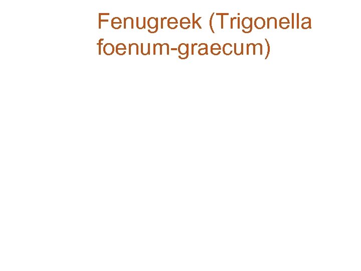 Fenugreek (Trigonella foenum-graecum) 