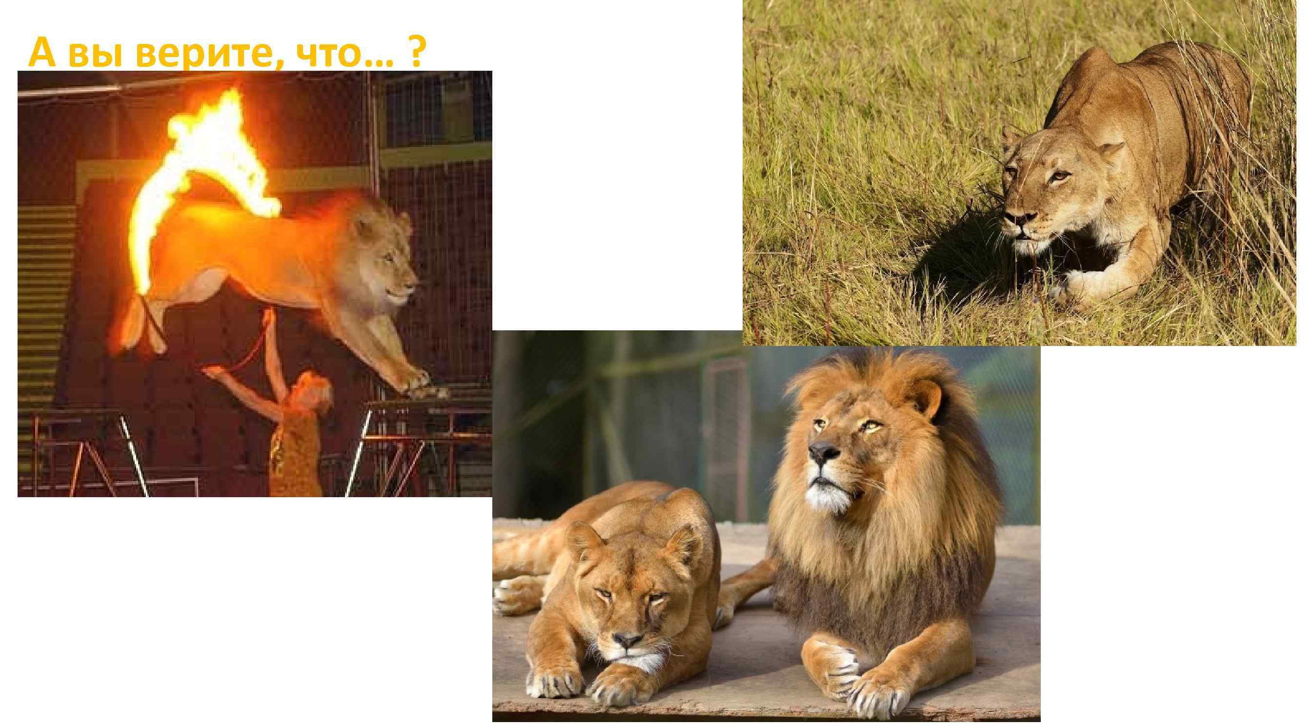 А вы верите, что… ? 