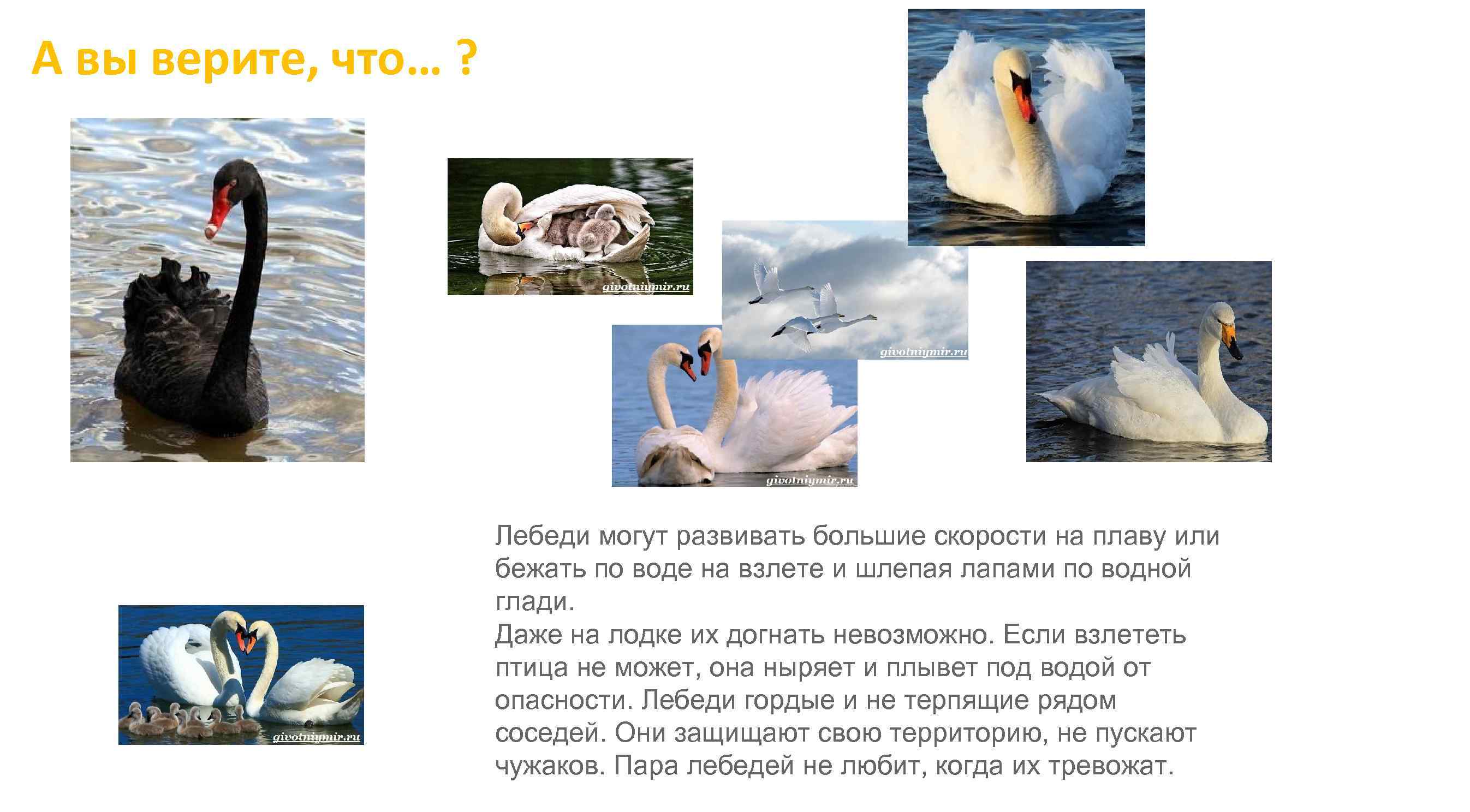 А вы верите, что… ? Лебеди могут развивать большие скорости на плаву или бежать