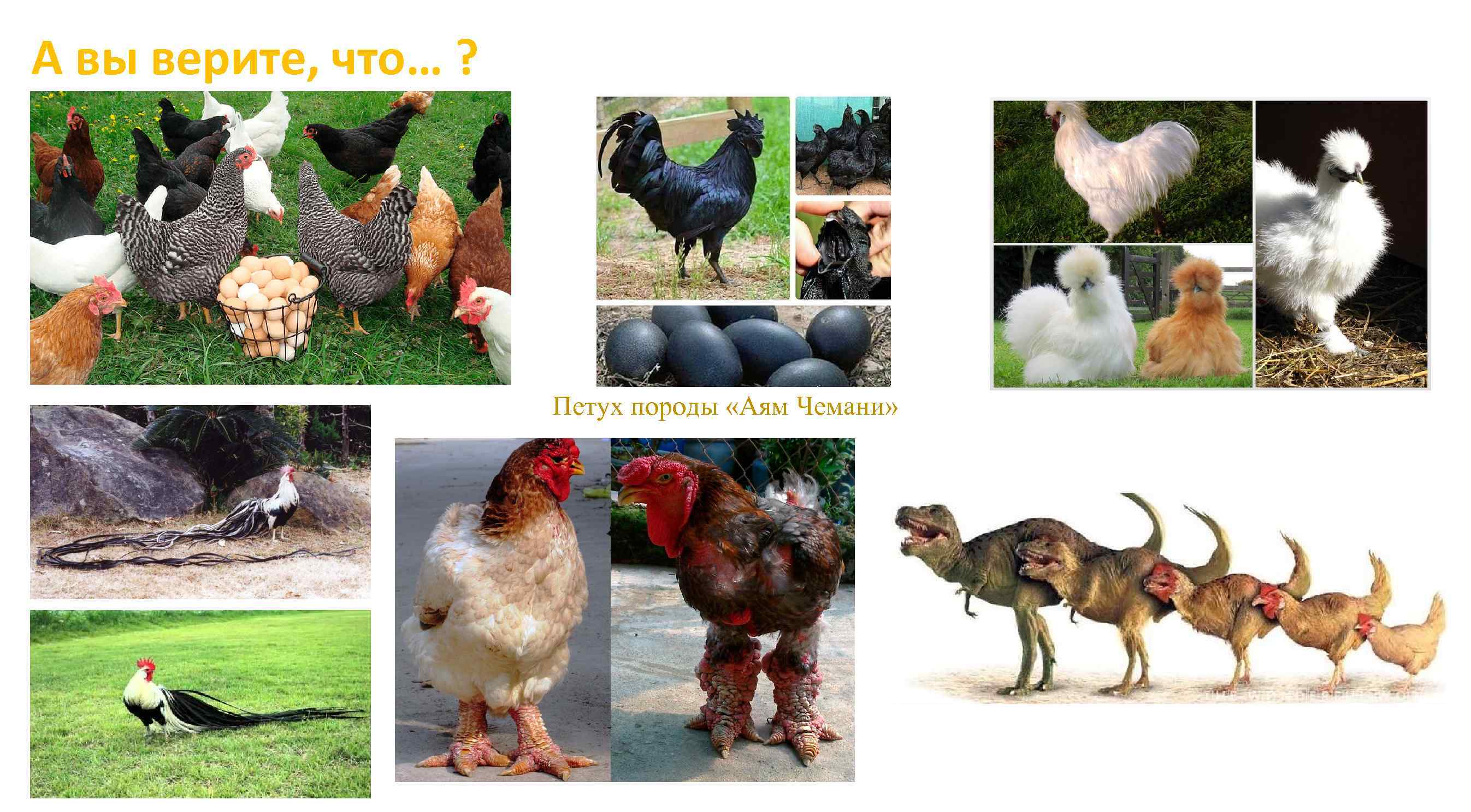 А вы верите, что… ? Петух породы «Аям Чемани» 